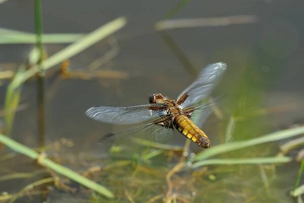 	A0765	 Vážka ploská (Libellula depressa)