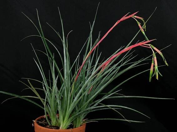 Billbergia nutans