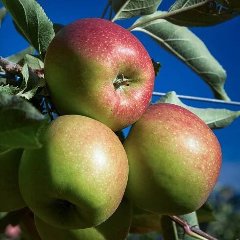 Jonagold Mini Dwarf Apples, Large Size And Rich