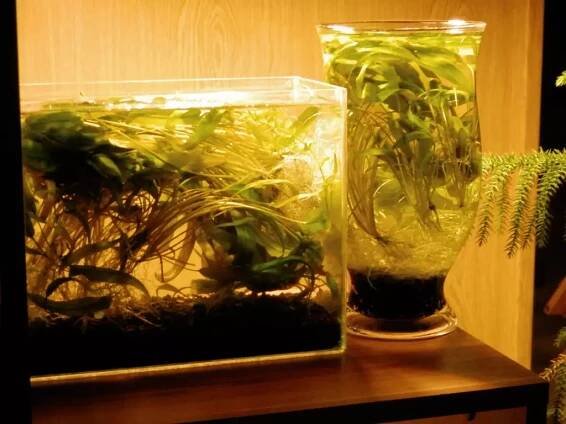 4. Cryptocoryne affinis