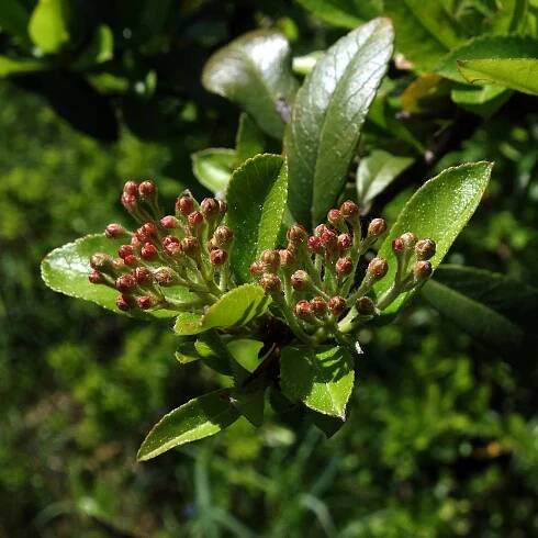 Súbor:(ms) Pyracantha coccinea 4.jpg – Wikipédia