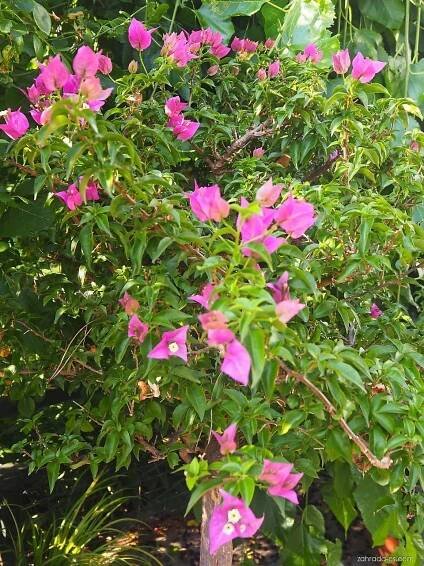 Bugenvilea (Bougainvillea)