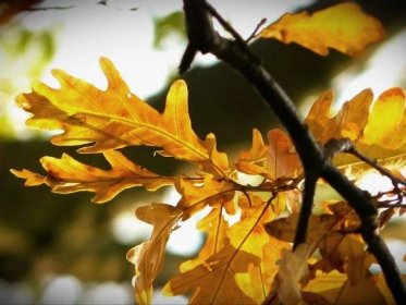 Co se stane s dubem na podzim. Co víme o duších?