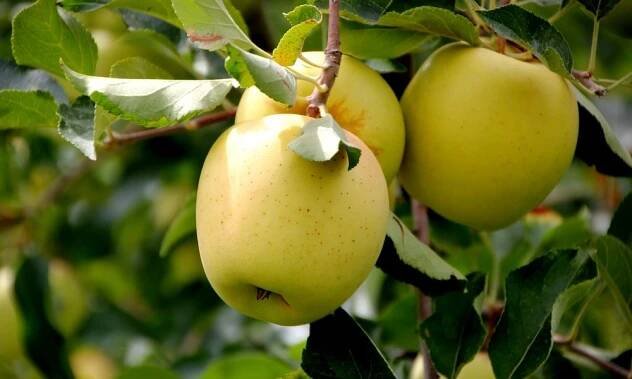 Popis a odrůdy jablek Golden Delicious, pravidla pěstování a péče
