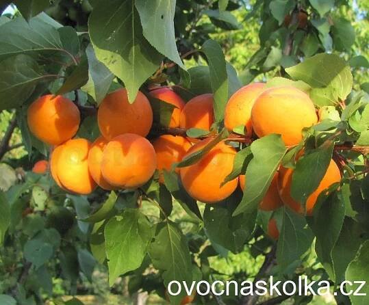 MERUŇKY | meruňka Velkopavlovická | ovocné stromky