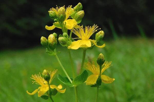 Třezalka skvrnitá (Hypericum maculatum)