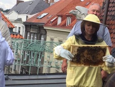 Včelí království na pražském magistrátu: Daří se jim tu lépe než na venkově, říká včelař