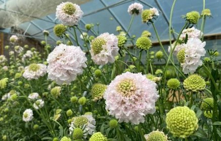 Fluffy white scoop scabiosa flowers and buds in great profusion, with green leaves. Grown in a high tunnel. 