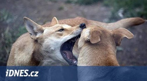 Co dělat, když vašeho mazlíka napadne cizí pes a jak tomu předcházet - iDNES.cz