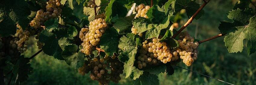Vinařství Sing Wine z Velkých Bílovic - PIJME VÍNO S LÁSKOU