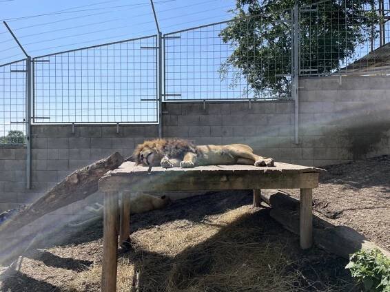Kytičky a jejich výlet do Zooparku Olovnice - Oficiální stránky MŠ Kladno, J. Hory 1801