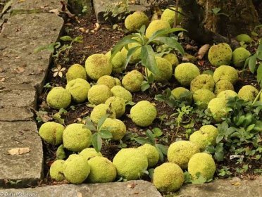 Maclura pomifera – maklura oranžová, maklura jablkovitá • Pladias: Databáze české flóry a vegetace