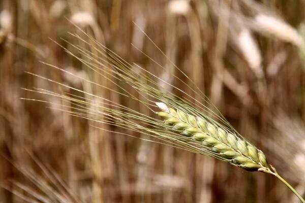 Soubor:Triticum boeoticum Bajuwarenhof Kirchheim 2012-08-05.jpg – Wikipedie