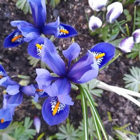 Kosatec síťkovaný Harmony (Iris reticulata)