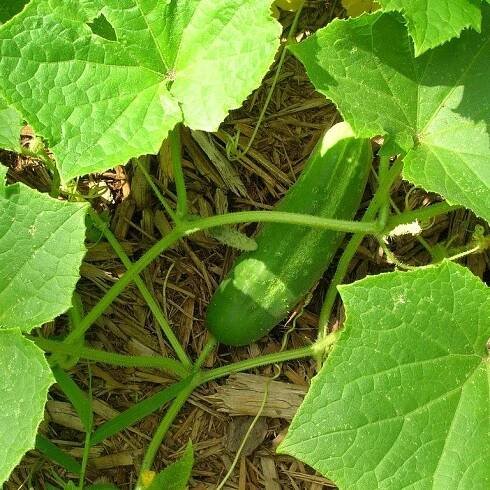 Cucumber Harvest: Learn When And How To Harvest Cucumbers