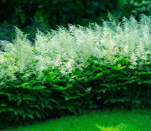 Aruncus petržel – Aruncus dioicus var. aethusifolius, Aruncus aethusifolius: fotografie, podmínky pěstování, péče a rozmnožování