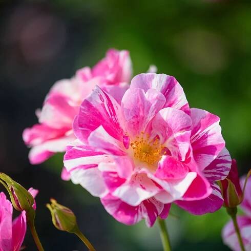 David Austin Roses unveils new striped rose to honour King Charles