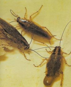 Švábi, šváb americký, rus domácí, šváb obecný | Škůdci.com - o škůdcích, plísních, plevelech a jak s nimi bojovat