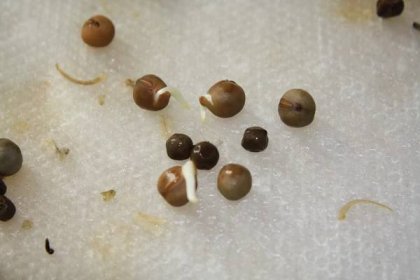 Seed Viability (Or, Will Those Really Old Seeds in My Garage Germinate?) - Under the Solano Sun - ANR Blogs