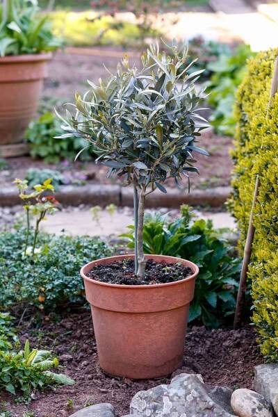 Olivovník evropský (Olea europaea) 5