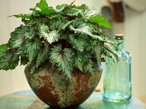 The 12 Best Leaf Begonia Plants That Thrive Indoors – Koppe Begonia