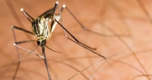Obec na Šumpersku sužují mračna komárů, bodají i padesátkrát za minutu
