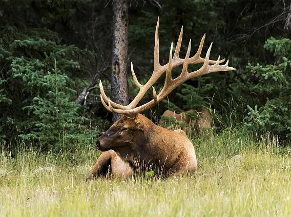 Wapiti Tatzmania