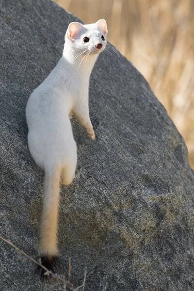 Long-tailed Weasel by Mark Summers