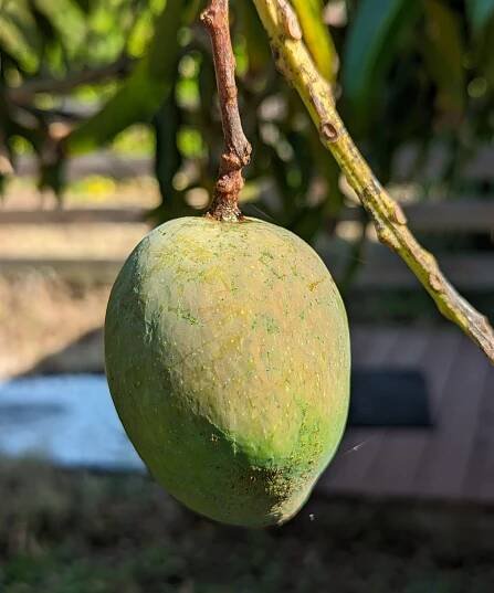 Mangoes « The Shrub Queen
