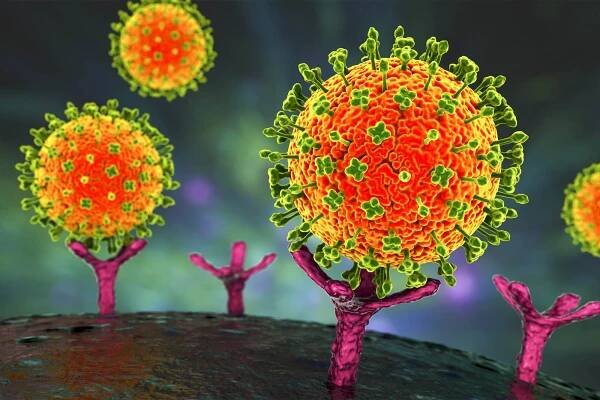 Nipah viruses binding receptors on human cells, an initial stage of Nipah infection. A newly emerging bat-borne virus that causes acute respiratory illness and severe encephalitis, 3D illustration. Large orange balls with spikes surrounding them attach to tree-like structures sticking up off of a large sphere.