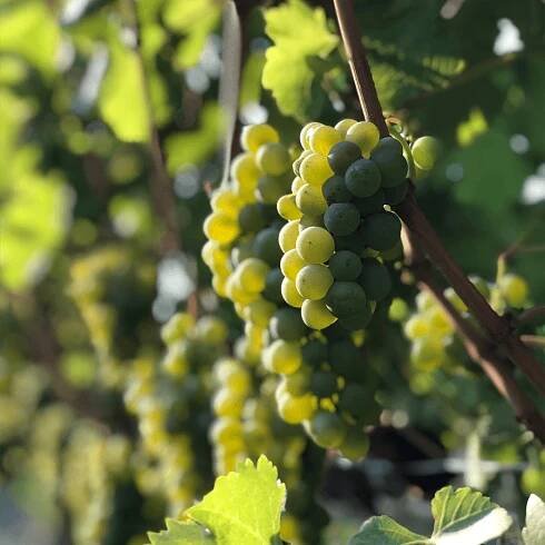 The Organic Vineyards of Clos du Soleil