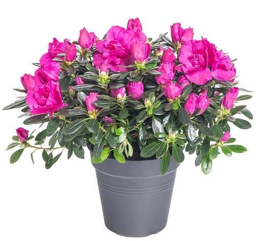 Pokojová azalka, Azalea indica, fialová, skladem | ZAZUMi.cz