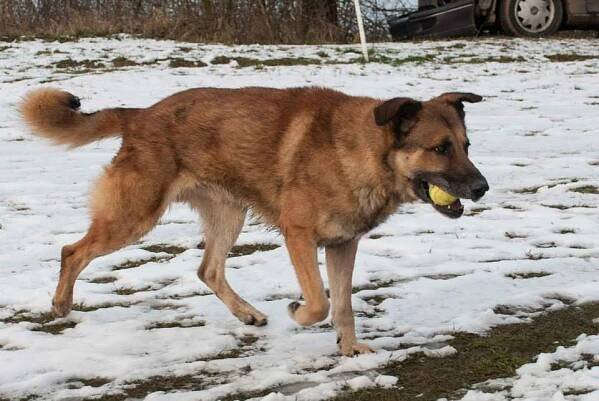 Psi k adopci z útulků, azylů a neziskových organizací