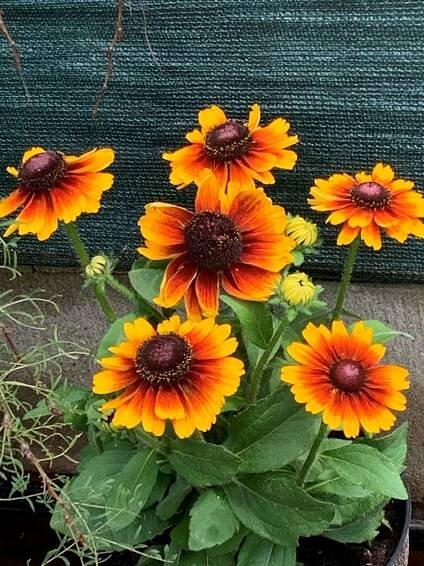 Třapatka Summerdaisy’s Red Bicolor 6