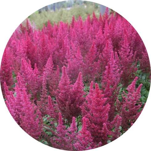 Čechrava Arendsova - Astilbe arendsii 'Paul Gaarder'