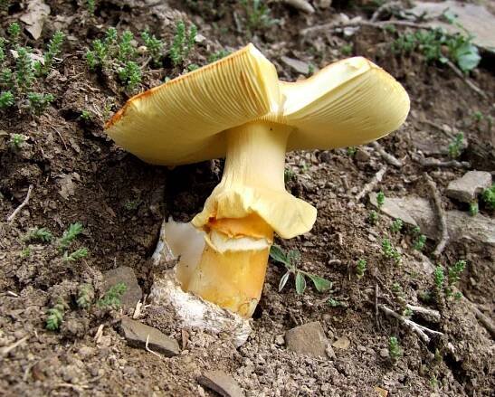 Muchomůrka císařka - Amanita caesarea (Scop. ex Fr.) Grev. | www.ohoubach.cz