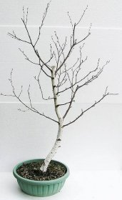bonsai - bříza bělokorá (Betula pendula) 718-K- - Svět bonsaji.cz