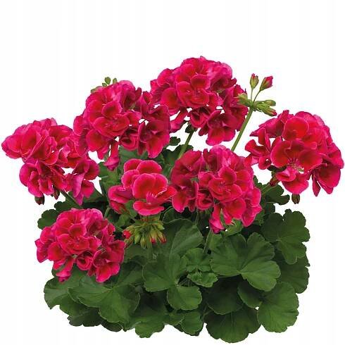 Pelargonie - Jednoletky a dvouletky na zahradu - Allegro, stránka 2
