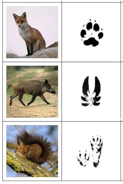 four different pictures of animals and their tracks in the same area, including an animal's paw
