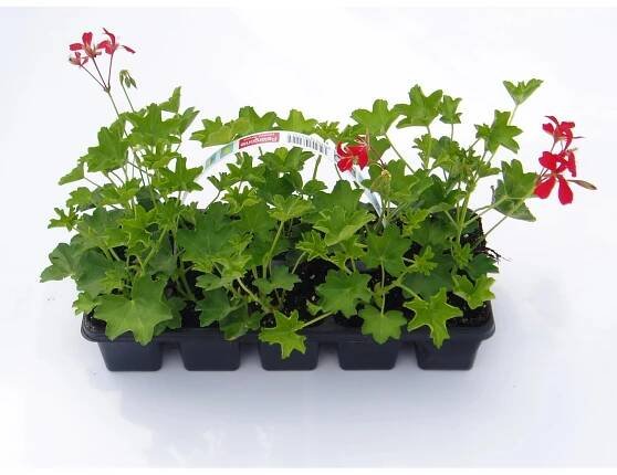 MONTANO Muškát převislý-Pelargonie štítnatá (Pelargonium peltatum) různé 10-pack nakoupit u OBI