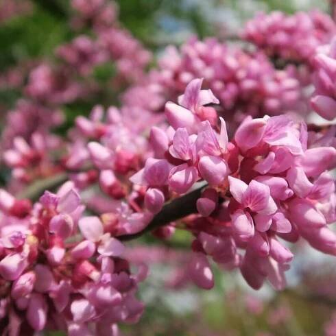 Zmarlika kanadská - Cercis canadensis