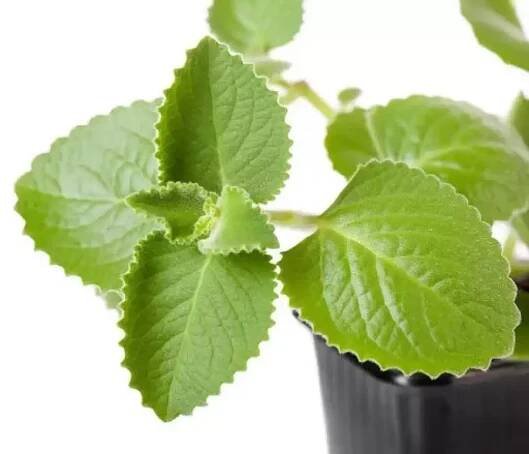 Rýmovník (Plectranthus purpuratus)