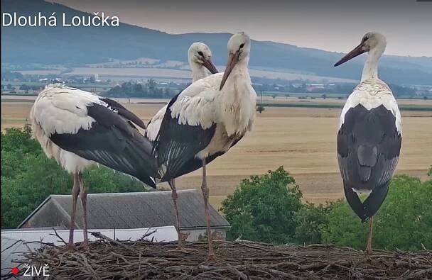 Fronta u zmrzlinárny i koupaliště on-line. Co vše taky ukazují kamery