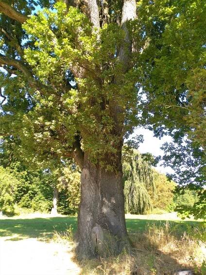 Obrázek - Quercus robur 'Fastigiata' (dub letní 'Fastigiata') | BioLib.cz