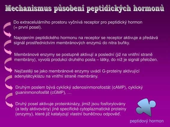 PPT - Obecná endokrinologie PowerPoint Presentation, free download - ID:3934881