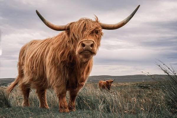 Scottish Highland Cow