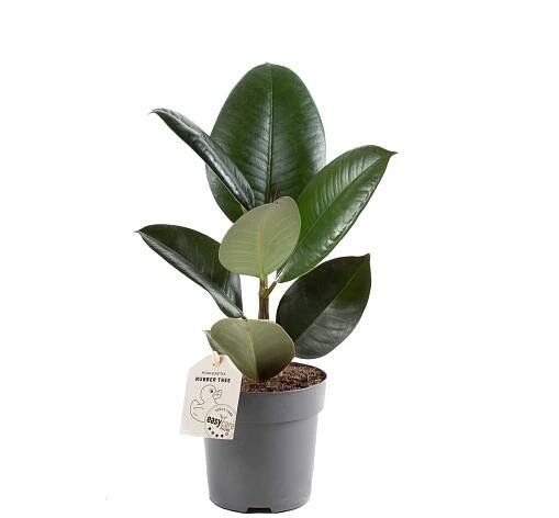 Fíkus, Ficus elastica Robusta, průměr květináče 11 cm