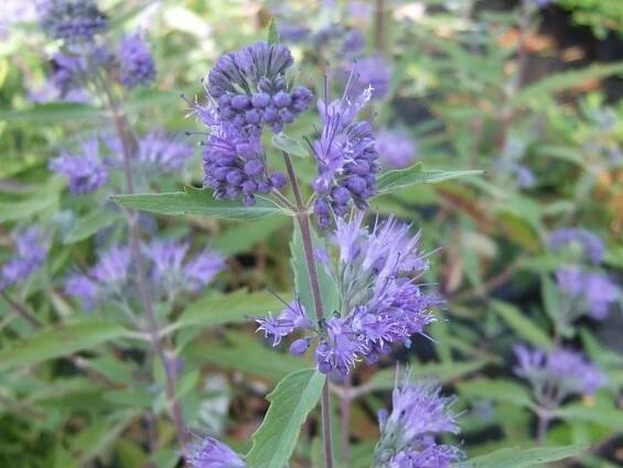 Ořechokřídlec Kew Blue