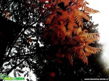 Objevujte s námi kouzlo přírody - Fotoalbum - Stromy, keře - Podzimní škumpa ocetná - Foto Jana Vondráčková 