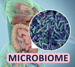střevní bakterie mikrobiom mikroskopická ilustrace. 3d ilustrace - lidská střevní mikroflóra - stock snímky, obrázky a fotky